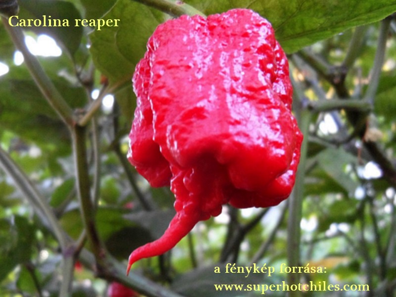 carolina_reaper.jpg