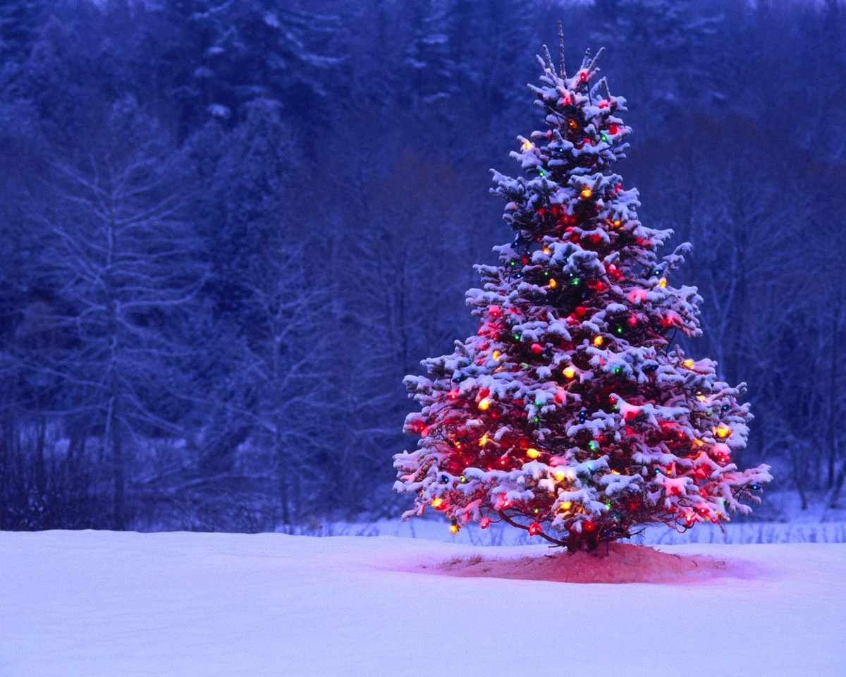 christmas-lights-tree.jpg