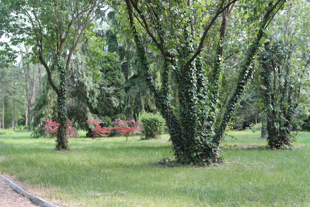 kamoni_arboretum000.jpg