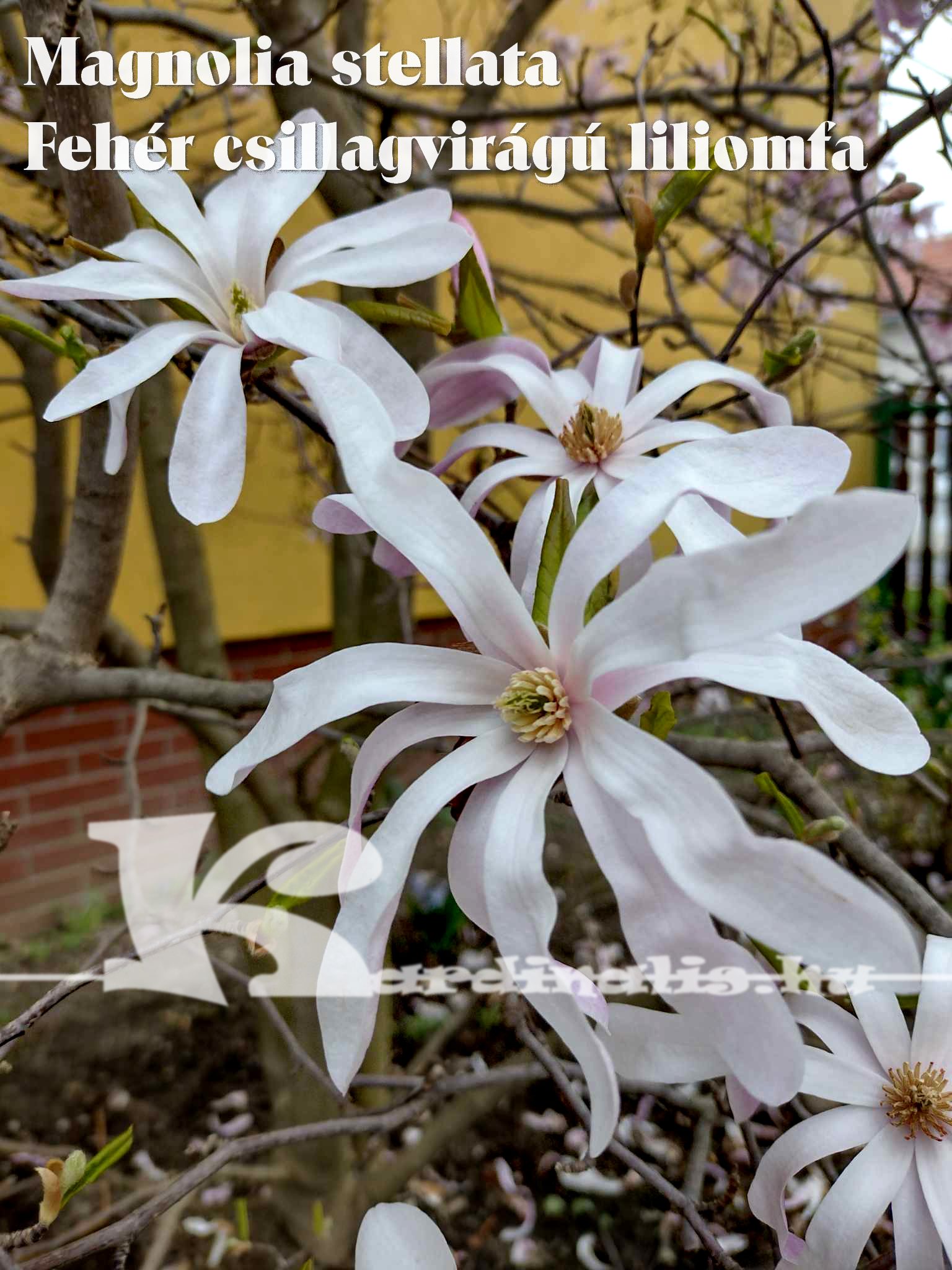 magnolia_1k.jpg