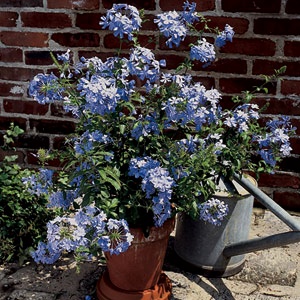 plumbago2.jpg