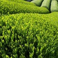 Zöld tea  feldolgozása és fajtái