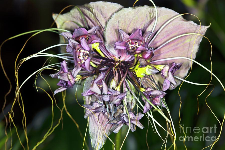 bat-flower-tacca-chantrieri-dr-keith-wheelerscience-photo-library.jpg