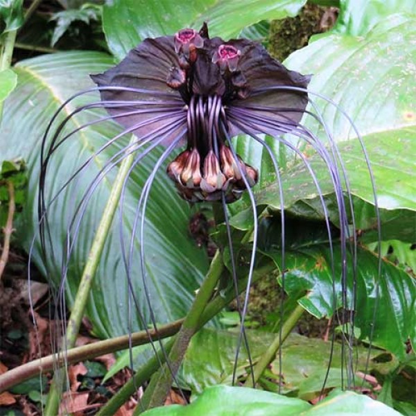 tacca-chantrieri-.jpg