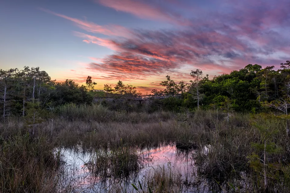 everglades.jpg