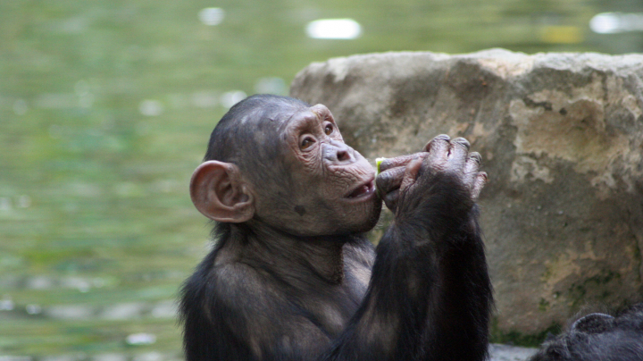 ximpanzes_del_parc_nacional_comoe.jpg