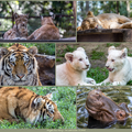 2014 - Magán Zoo Abony