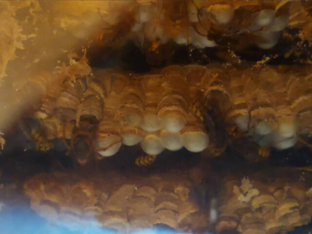 Háromezer halott lódarázs