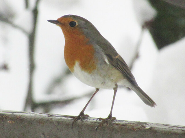 Nagykovácsi madarai