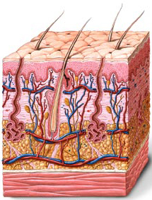 Psoriasis / Pikkelysömör