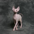 Sphynx cat