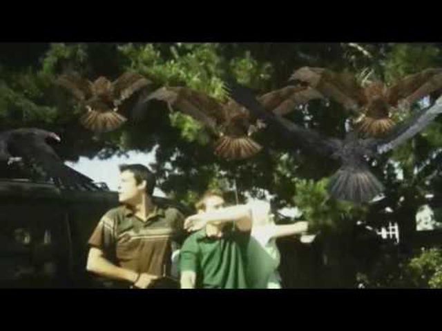 WTF:Madarak, ahogy még nem láttad