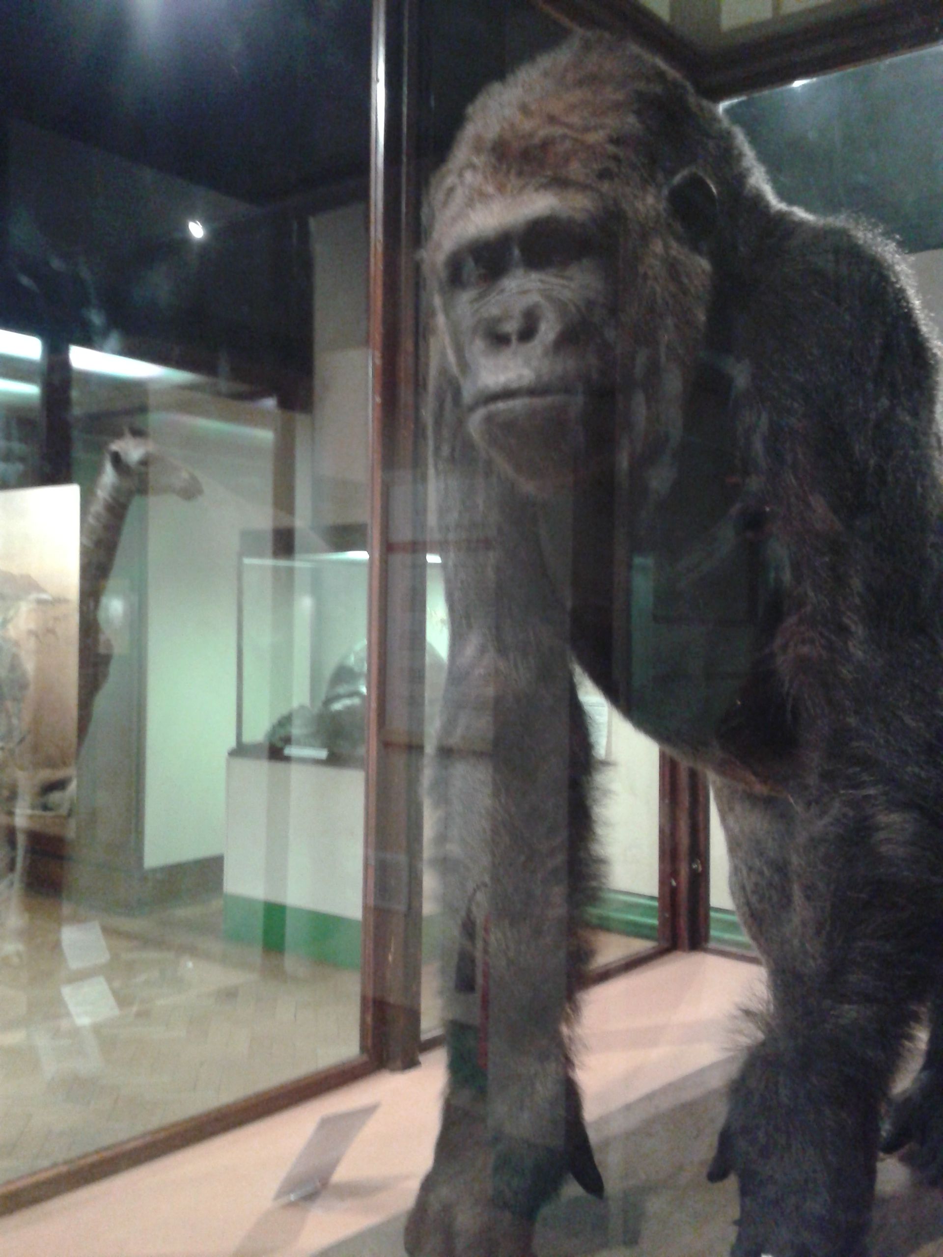 Alfred a gorilla, akit a múzeum épülettel szomszédos egyetemről néhány diák ellopott! Azóta lezárták a közös folyosót.