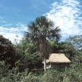 Az amazóniai párhuzam (1. rész)