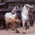 Elvágyódás fehér ló hátáról (pikáns intermezzo egy székely határkerülésen)